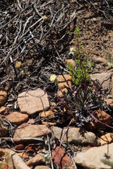Bolandia pinnatifida