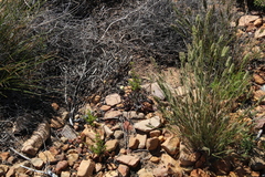 Bolandia pinnatifida