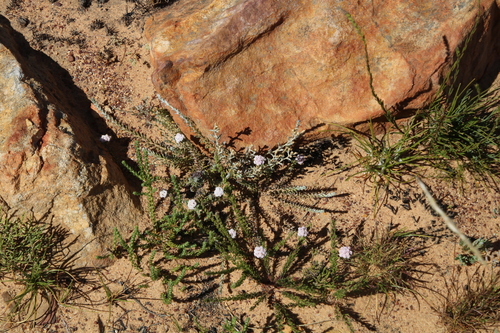 Image of Elytropappus hispidus by (c) Tony Rebelo, some rights reserved (CC BY-SA)