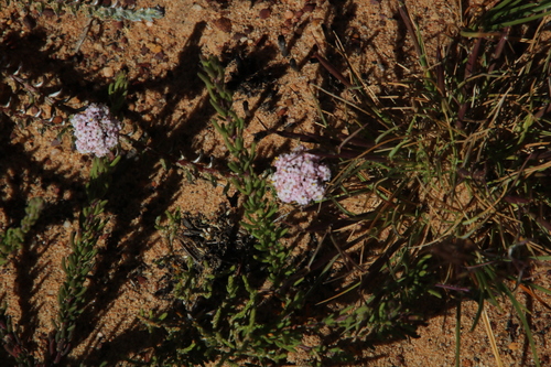 Image of Elytropappus hispidus by (c) Tony Rebelo, some rights reserved (CC BY-SA)