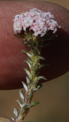 Elytropappus hispidus