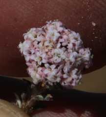 Elytropappus hispidus