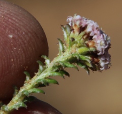 Elytropappus hispidus