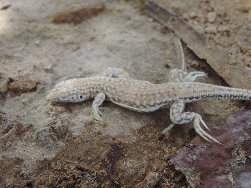 Duméril's Fringe-fingered Lizard