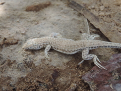 Acanthodactylus dumerilii