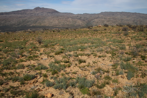 Cannomois parviflora (Cannomois parviflora)