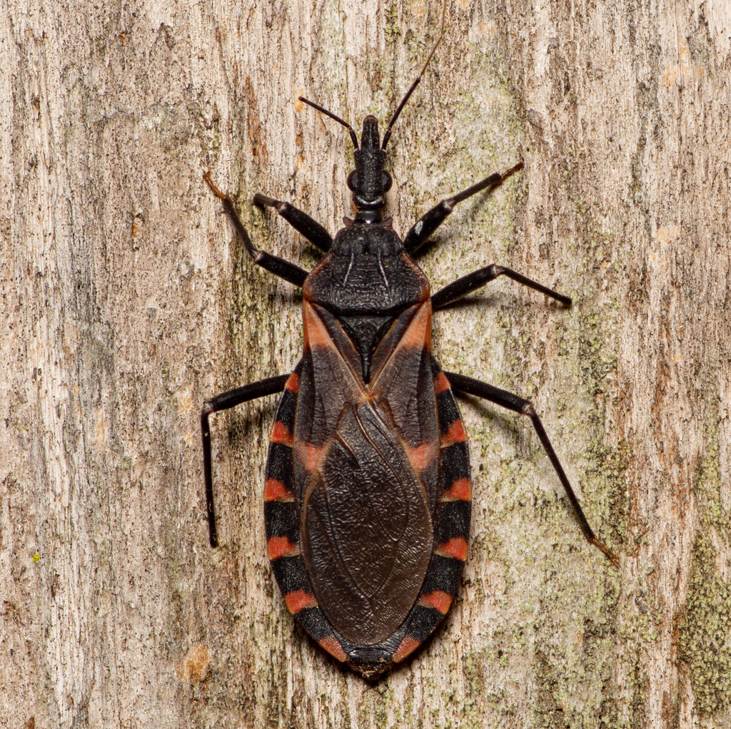 Big Bed Bug