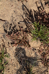 Psammotropha quadrangularis