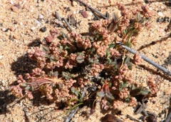 Psammotropha quadrangularis