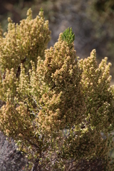 Erica leucanthera