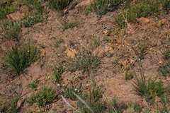 Bolandia pinnatifida