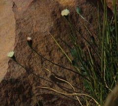 Bolandia pinnatifida