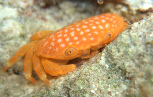 Neoliomera richtersii observed 2022-10-13
