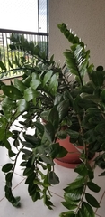 Zamioculcas