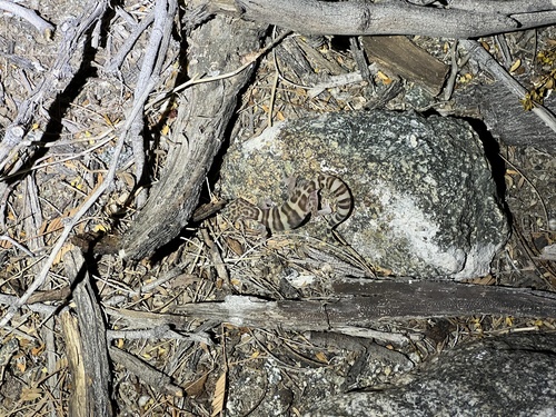 iNaturalist observation photo of Western Banded Gecko