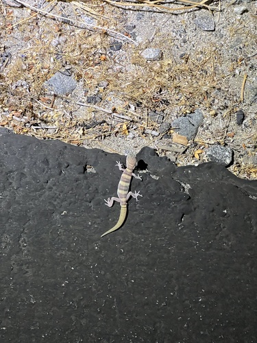 iNaturalist observation photo of Western Banded Gecko