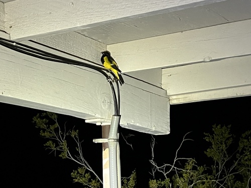 iNaturalist observation photo of Scott's Oriole