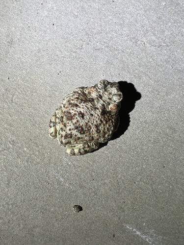 iNaturalist observation photo of Red-spotted Toad