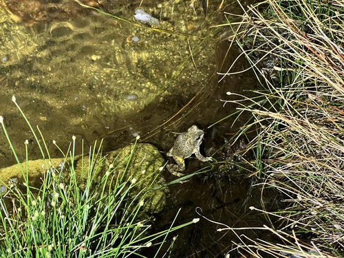 iNaturalist observation photo of Red-spotted Toad