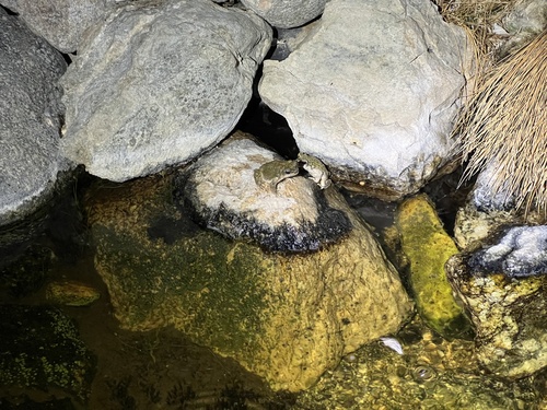 iNaturalist observation photo of Red-spotted Toad