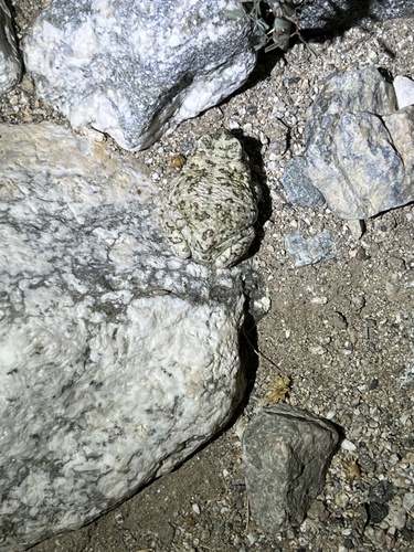 iNaturalist observation photo of Red-spotted Toad