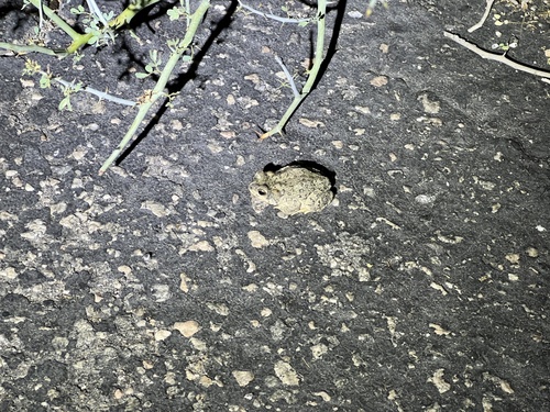 iNaturalist observation photo of Red-spotted Toad