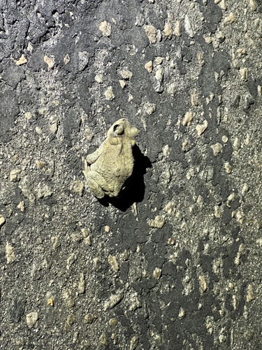 iNaturalist observation photo of Red-spotted Toad