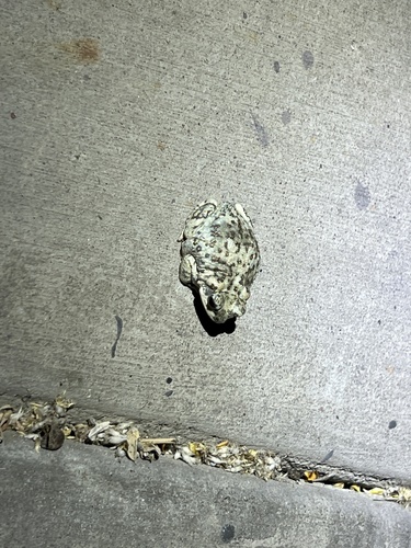 iNaturalist observation photo of Red-spotted Toad