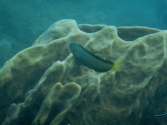 Meiacanthus mossambicus