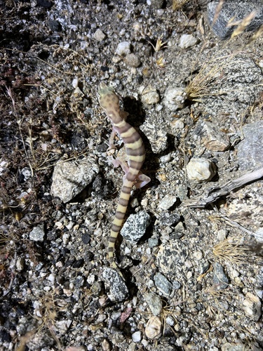 iNaturalist observation photo of Western Banded Gecko
