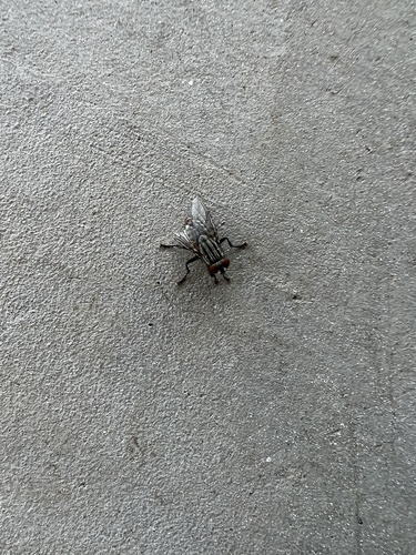 iNaturalist observation photo of Common Flesh Flies
