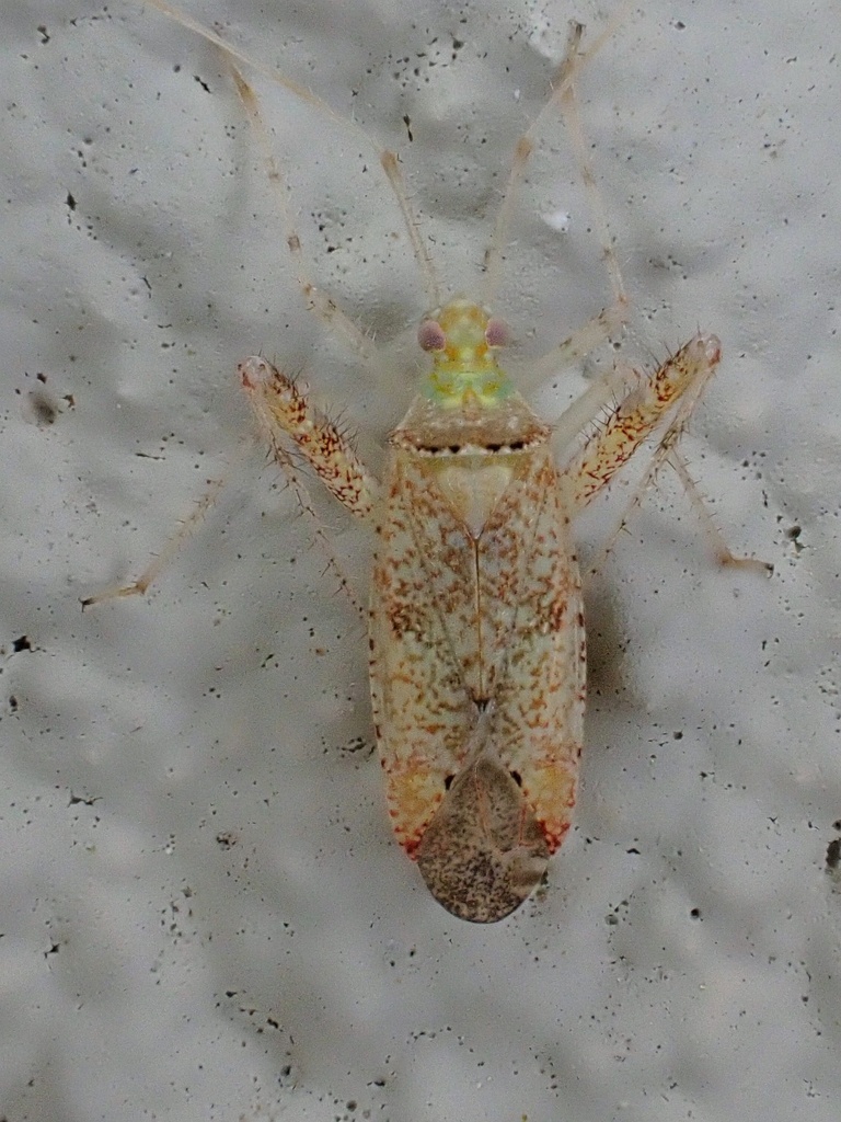 Phytocoris rufoscriptus
