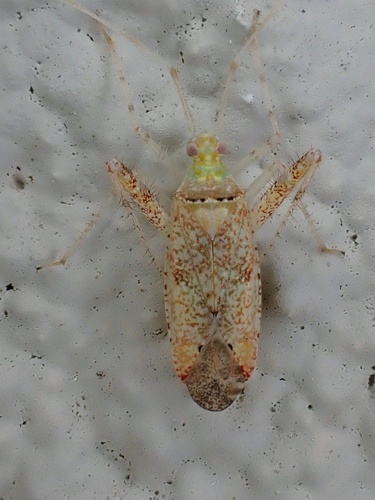 Phytocoris rufoscriptus