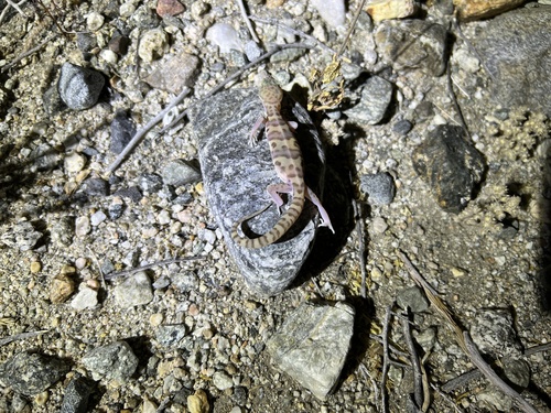 iNaturalist observation photo of Western Banded Gecko