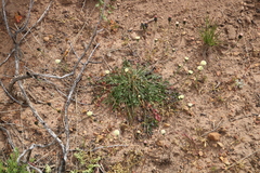 Bolandia pinnatifida