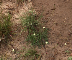 Bolandia pinnatifida