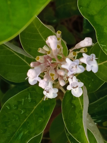 Vitex trifolia
