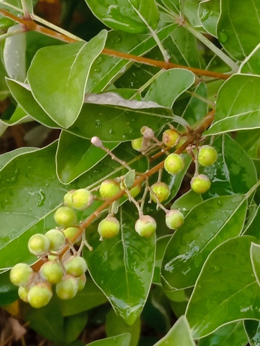 Vitex trifolia