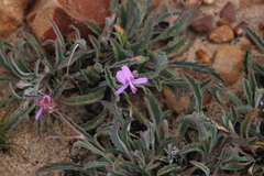 Pelargonium coronopifolium