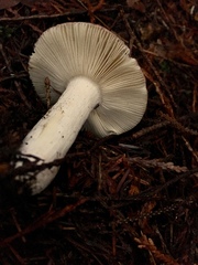 Russula pelargonia