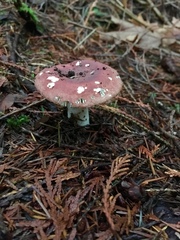 Russula pelargonia