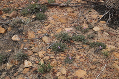 Pelargonium coronopifolium