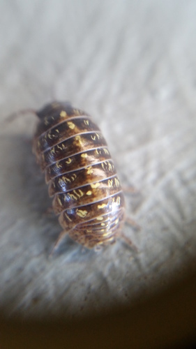 Armadillidiidae
