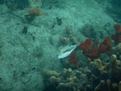 Canthigaster bennetti