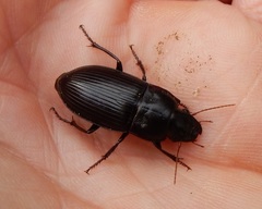 Harpalus katiae