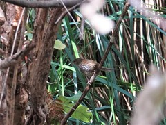 Poodytes punctatus vealeae