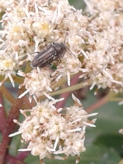 Astylini