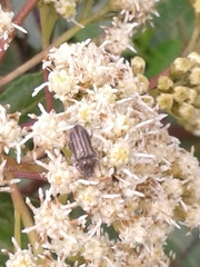 Astylini