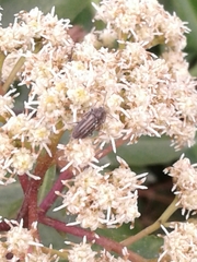 Astylini