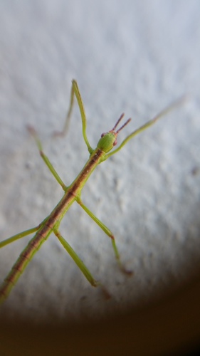 Phasmatidae